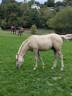 Ruin Franse rijpony PFS Te koop 2026 Palomino ,  GREATSTAR EMBET TILIA