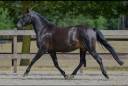 Merrie New Forest Te koop 2021 Zwart ,  Riddersholm Salem