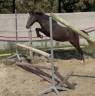 Ruin Welsh Pony (Section B) Te koop 2023 Schimmel