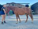 Veulen (vr) Franse rijpony PFS Te koop 2024 Koffie vos ,  Blue tinka Tilia