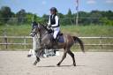 Merrie Franse rijpony PFS Te koop 2022 Schimmel ,  JIMMERDOR DE FLORYS PFS