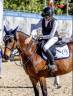 Merrie Andere pony rassen Te koop 2012 Donker bruin / bai