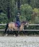 Merrie Belgische pony Te koop 2015 Isabel