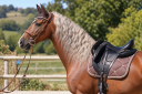 Dekhengst PRE Puur Ras Spaans Te koop 2017 Palomino