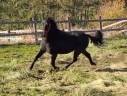Ruin Franse rijpony PFS Te koop 2022 Bruin / Bai ,  Guernica de Jomat