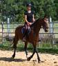 Merrie Franse draver  Te koop 2017 Donker bruin / bai