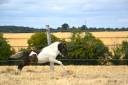 Veulen (ml) Shetland Te koop 2026 Bont ,  IRONSTAR DE CABUE