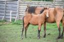 Veulen (vr) Lusitano Te koop 2026 Isabel