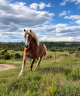 Ruin Haflinger Te koop 2022 Vos ,  Aladin Z