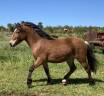 Ruin Welsh Pony (Section A) Te koop 2023 Bruin / Bai