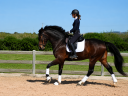 Ruin CDE Caballo Deporte Espanol Te koop 2022 Bruin / Bai