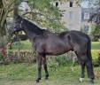 Ruin Hannoveraan  Te koop 2021 Zwart ,  DREAM BOY