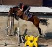 Merrie Belgisch sportpaard Te koop 2020 Donker bruin / bai