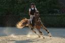 Ruin Engelse rijpony Te koop 2017 Bruinroan