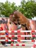 Merrie Franse rijpony PFS Te koop 2022 Donker bruin / bai