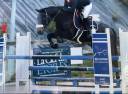 Ruin Franse rijpony PFS Te koop 2017 Donker bruin / bai ,  WILLOWAY ALL GOLD