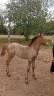 Dekhengst Camargue Te koop 2026 Schimmel