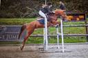 Merrie New Forest Te koop 2016 Vos ,  Balentino de la Treille