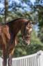 Lief en eerlijk  springpaard 