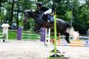 Merrie Franse rijpony PFS Te koop 2018 Schimmel ,  Juke Box du Buhot, PFS