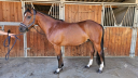 Ruin Franse rijpony PFS Te koop 2017 Donker bruin / bai ,  Lennicha de Florys