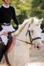 Ruin Connemara Te koop 2022 Appaloosa