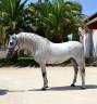 Ruin CDE Caballo Deporte Espanol Te koop 2015 Schimmel