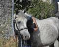 Ruin Connemara Te koop 2021 Schimmel