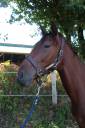 Ruin Franse draver  Te koop 2023 Donker bruin / bai
