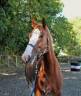Ruin Welsh Partbred Te koop 2020 Overo