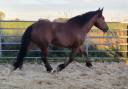 Merrie Cob-Normand Te koop 2023 Donker bruin / bai