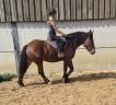 Merrie Cob-Normand Te koop 2023 Donker bruin / bai