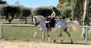 Ruin CDE Caballo Deporte Espanol Te koop 2015 Schimmel
