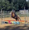 Ruin Welsh Pony (Section B) Te koop 2015 Palomino ,  Eyarth enzo