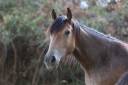 Veulen (vr) Franse rijpony PFS Te koop 2025 Isabel