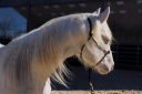 Veulen (ml) Quarter Horse Te koop 2024 Cr&egrave;me