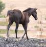 Veulen (ml) Paint Horse Te koop 2026 Zwart