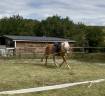 Merrie Haflinger Half pension 2011 Lichte manen en staart
