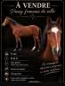Ruin Franse rijpony PFS Te koop 2021 Donker bruin / bai