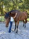 Merrie Franse draver  Te koop 2021 Donker bruin / bai ,  The Best Madrik