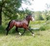 Hengst Franse rijpony PFS Te koop 2023 Bruin / Bai ,  Bandro Hit Linaro (PFS)