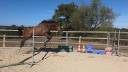 Ruin Franse draver  Te koop 2021 Donker bruin / bai
