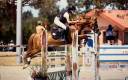 Ruin Franse rijpony PFS Te koop 2015 Vos