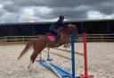 Merrie Franse rijpony PFS Te koop 2021 Vos ,  ugo des clas