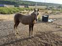 Veulen (vr) Welsh Partbred Te koop 2026 Palomino