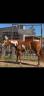 Merrie Paint Horse Te koop 2021 Overo