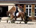 Ruin Volbloed Te koop 2015 Donker bruin / bai ,  Elusive City