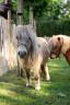 Merrie Shetland Te koop 2013 Schimmel