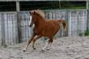 Merrie Franse rijpony PFS Te koop 2025 Vos ,  Very star kerveyer