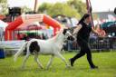 Ruin Falabella Te koop 2025 Overo